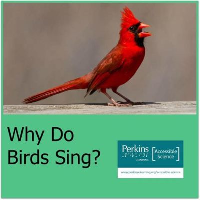 What is a Madrigal in Music and Why Do Birds Sing in Perfect Harmony?